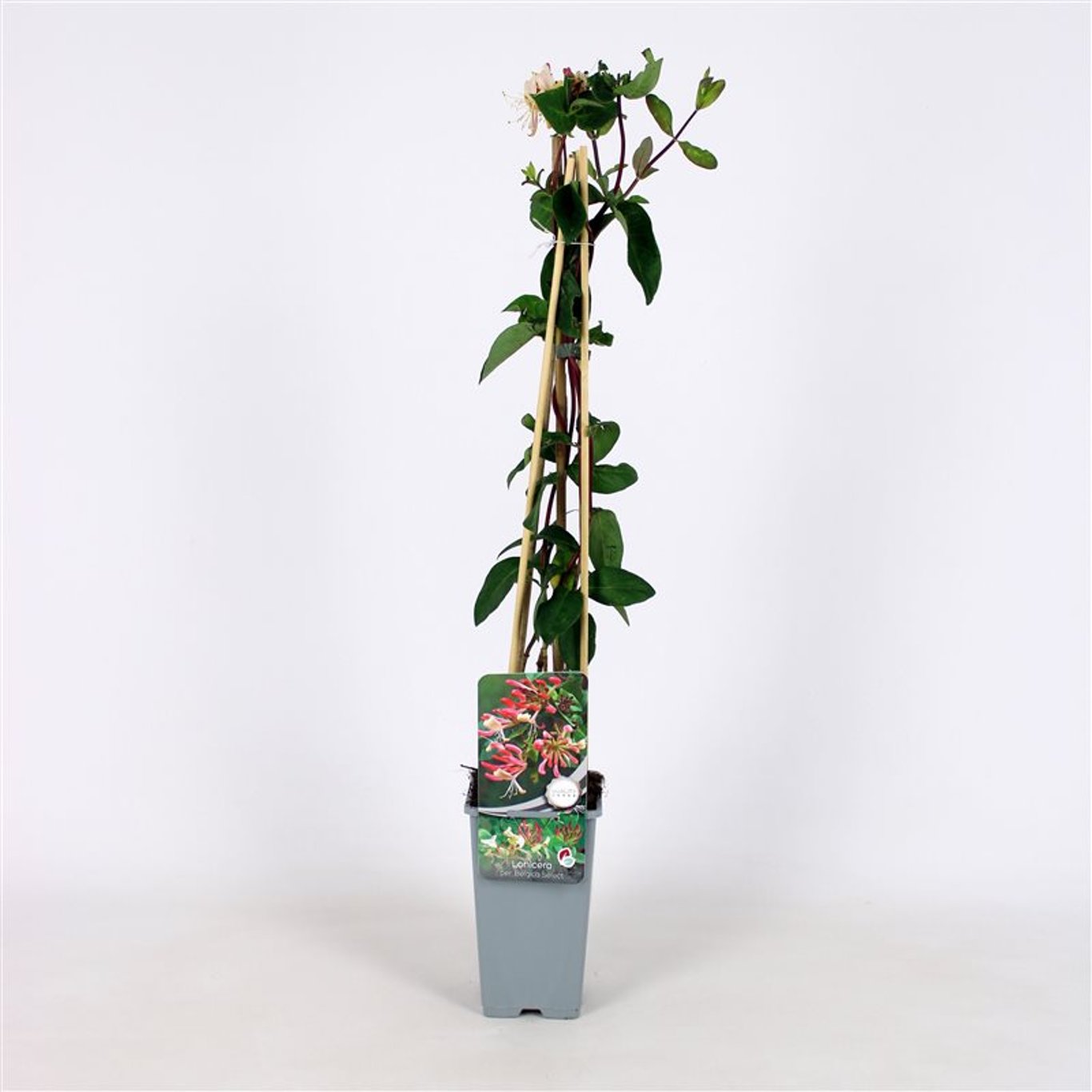 Lonicera per. 'Belgica Select' - C2 70/+ CM